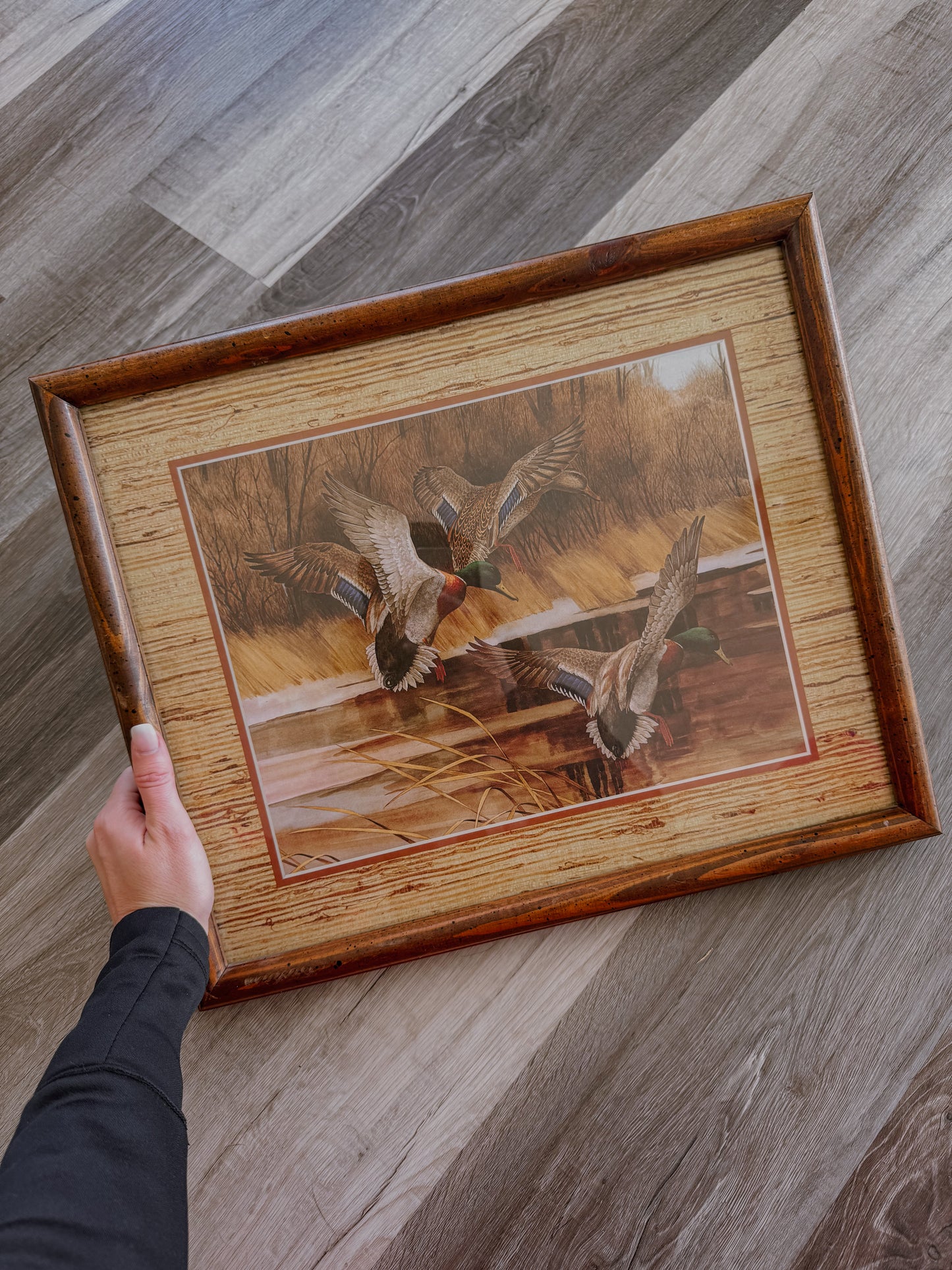 Mallards in Flight Framed Print