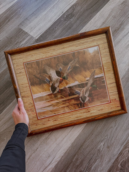 Mallards in Flight Framed Print