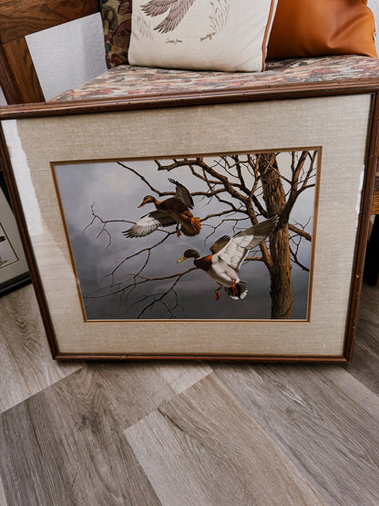 Framed Mallard Pair Wildlife Print