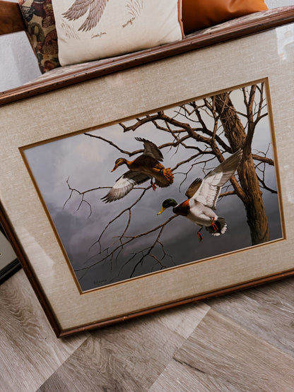 Framed Mallard Pair Wildlife Print